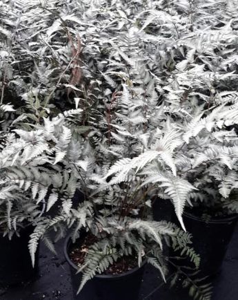 Fern Godzilla 1 gal