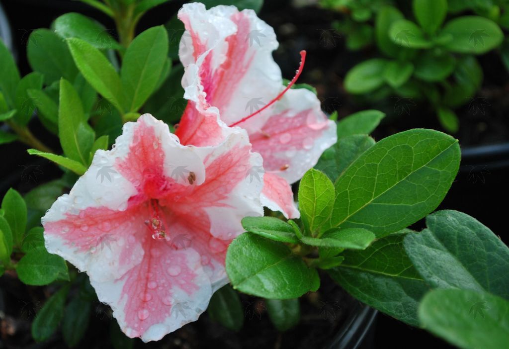Azalea Encore Autumn Starburst 3 gal