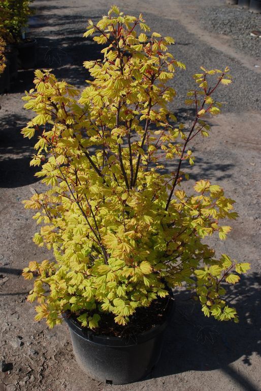Vine Maple Sunny sister 3 gal