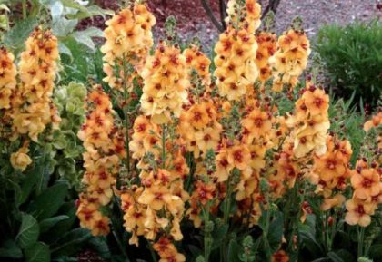 Verbascum honey dijon 1 gal
