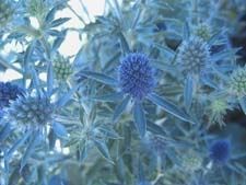 Sea Holly blue hobbit Qt
