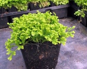 Spike moss Aurea 4"