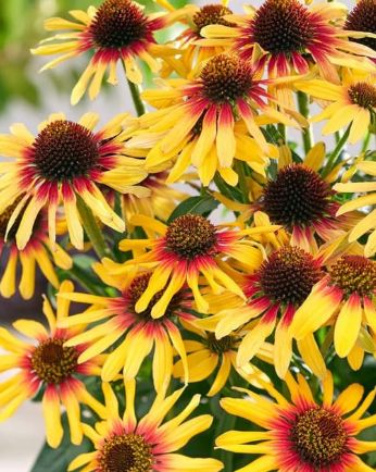 Echinacea SunSeekers Tequila Sunrise Quart