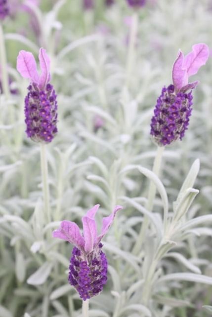 Lavender Spanish  SILVER ANOUK 1 gal