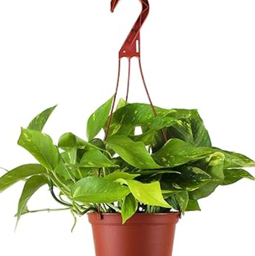 Philodendron Brazil 8" HB