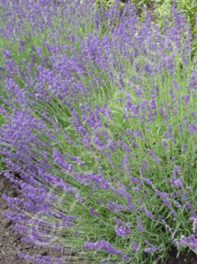 Lavender Hidcote ORG 4.5"