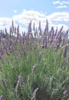 Lavender Org Grosso 4.5"