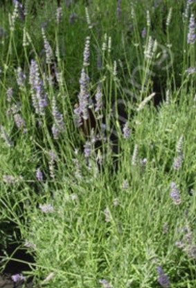 Lavender Org  Provence 4.5"