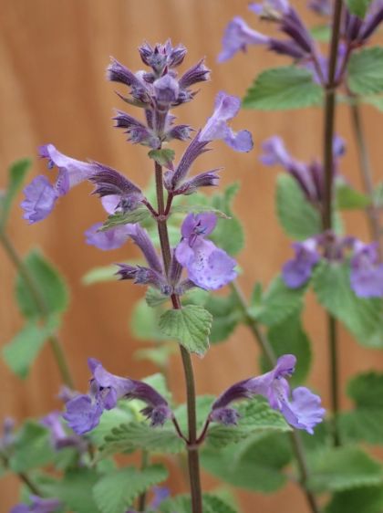 Nepeta Blue Wonder 1 gal