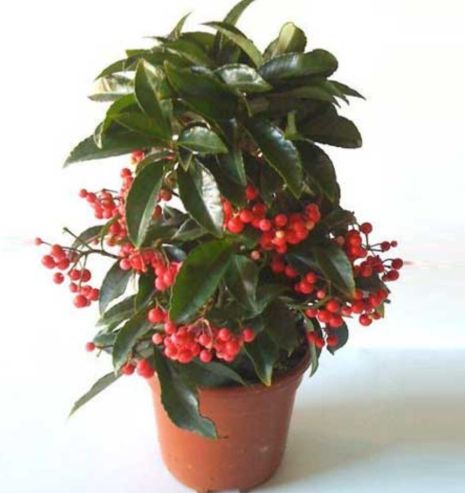 Ardisia w/berries 6"