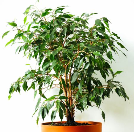 Ficus Benjamina 4"
