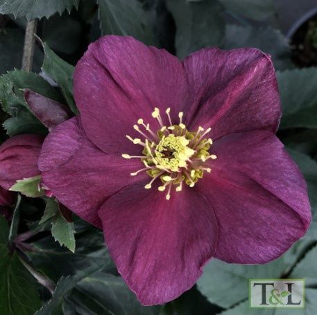 Hellebore Ice N Roses Early Red 2 gal
