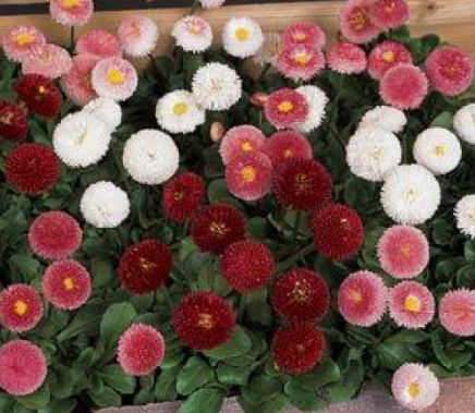 Bellis Tasso Mix 4"