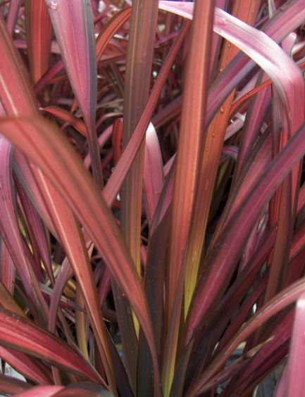 Phormium Rainbow Maiden Qt