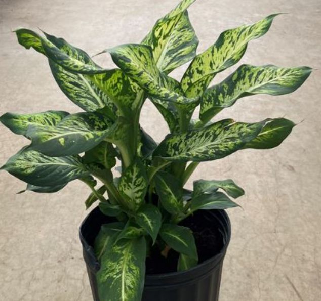 Diffenbachia Sublime 10"