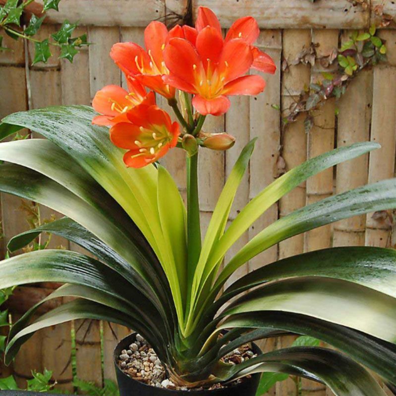 Clivia 6"