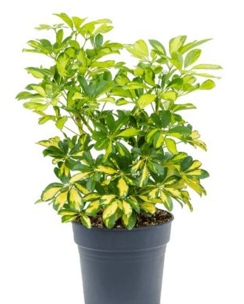Schefflera butterball 6"