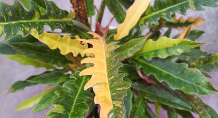 Philodendron Ring of Fire 6"