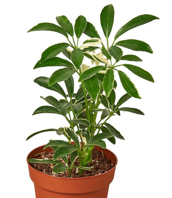 Schefflera Moonlight 6"