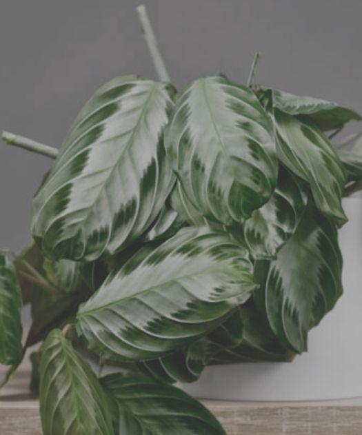 Maranta silver band 6" HB