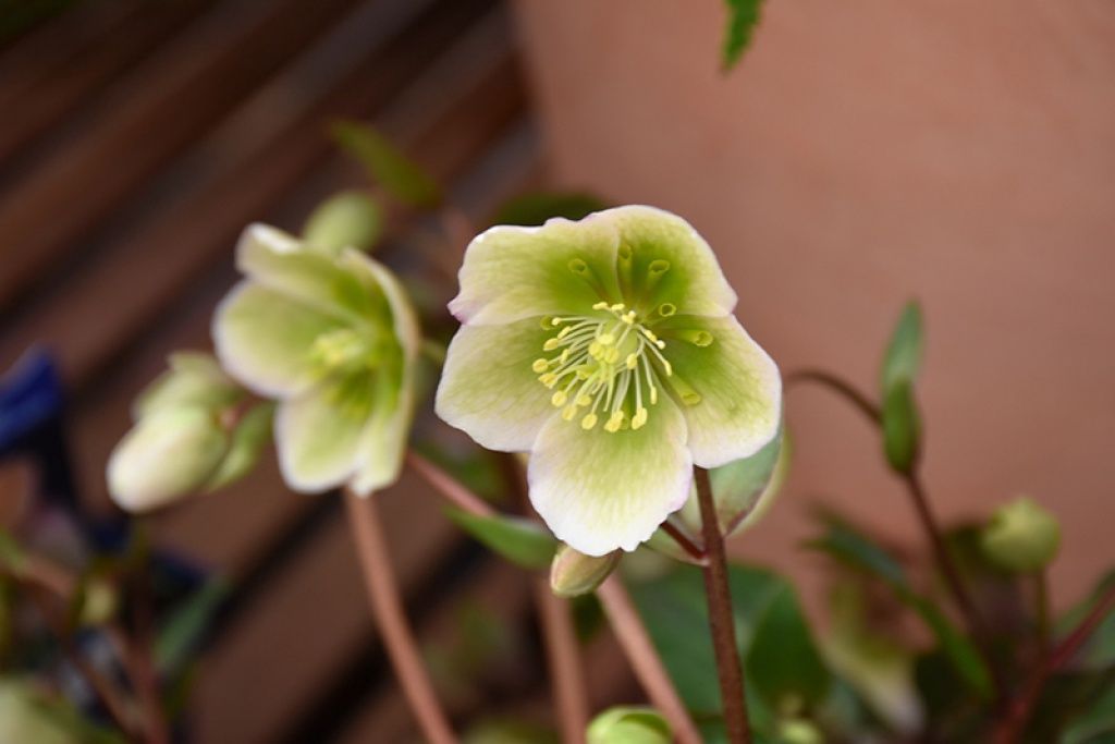 Hellebore Winterbells Qt