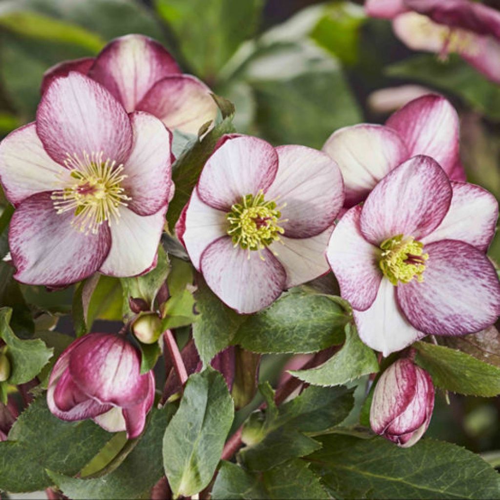 Hellebore Rosado Qt