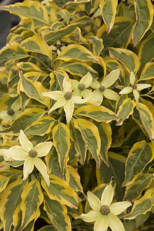 Dogwood Summer Gold 5-6' 10 gal