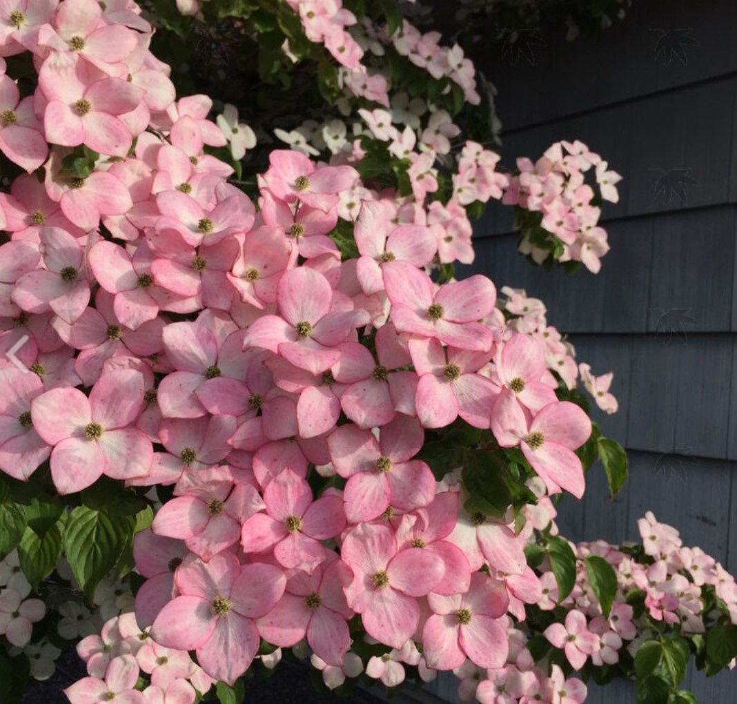 Dogwood Kousa Satomi 10 gal 5-6'