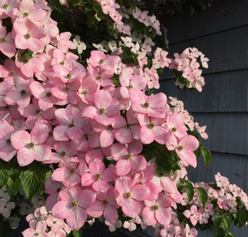 Dogwood Kousa Satomi 10 gal 5-6'