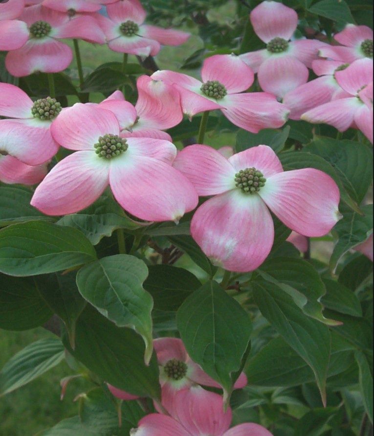 Dogwood Stellar Pink 10 gal 6-7'