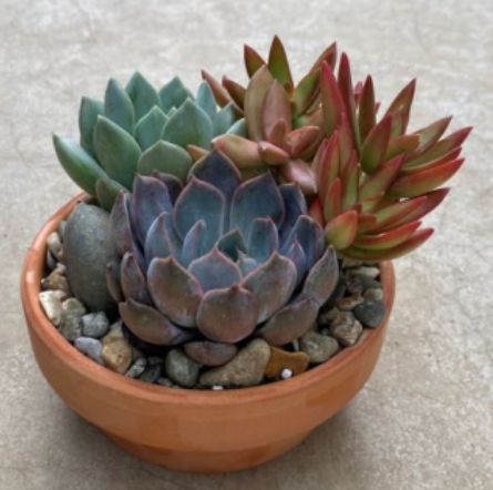 Succulent Garden 5"
