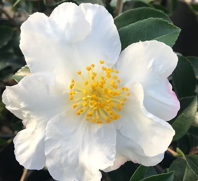 Camellia SETSUGEKKA 1 gal