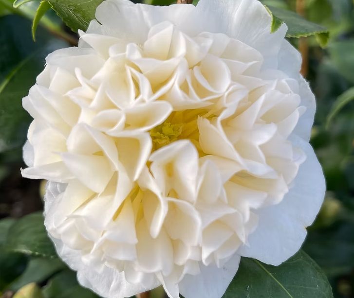 Camellia Jurys yellow 5 gal