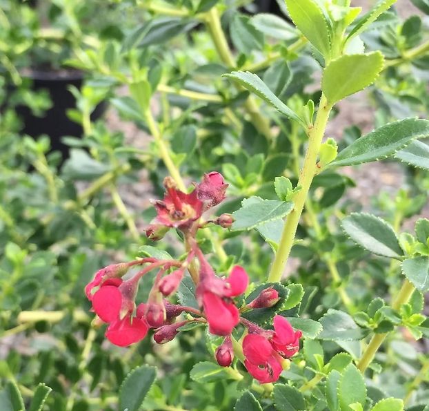 Escallonia Red Elf  1 gal