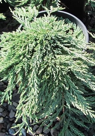 Juniper Pancake 1 gal