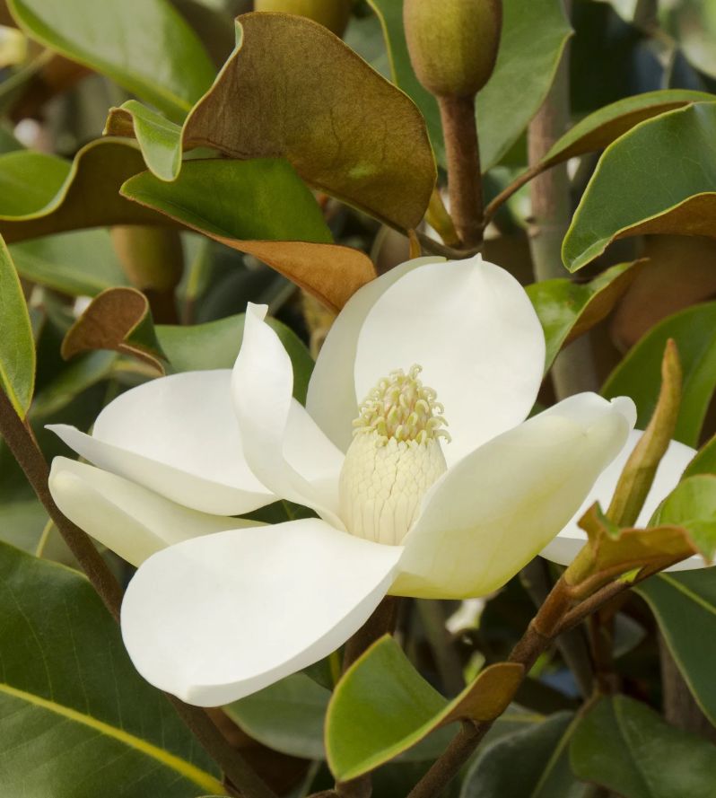 Magnolia Bracken's Brown 10 gal