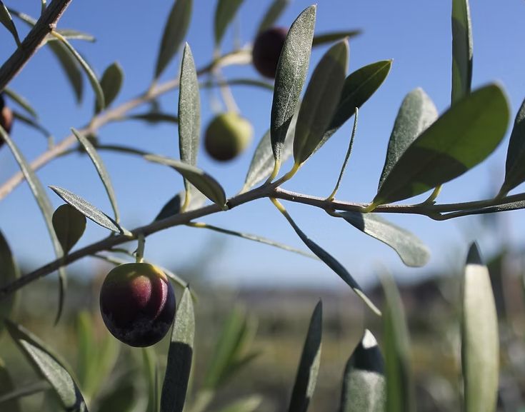Olive olea arbequina 5 gal