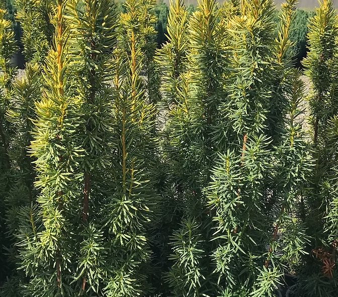 Taxus yew David 2 gal