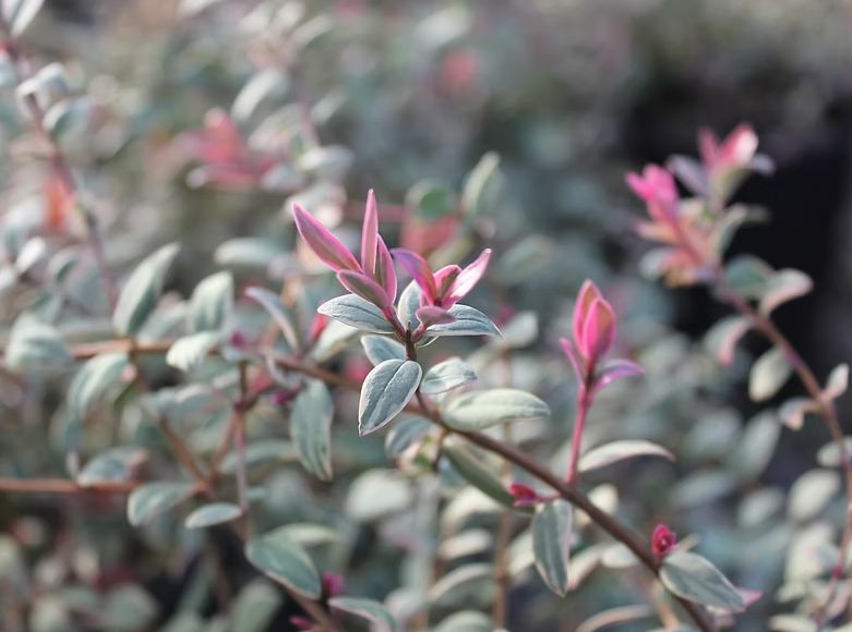 Chilean guava Ugni flambeau 2 gal