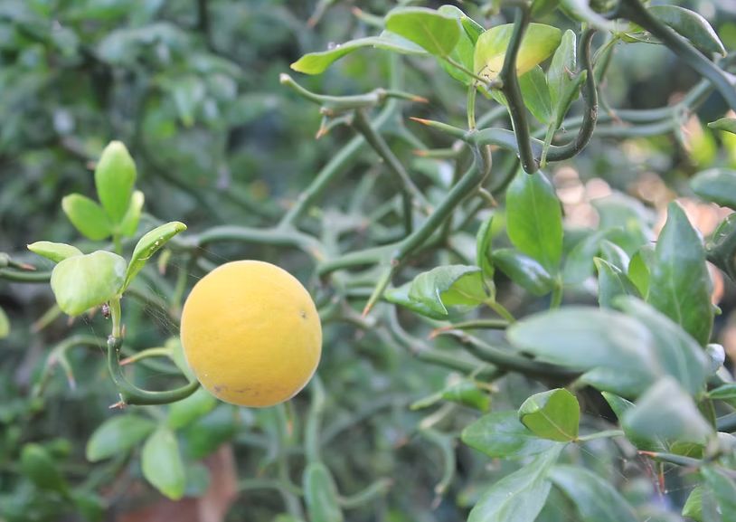 Poncirus Flying dragon 2 gal