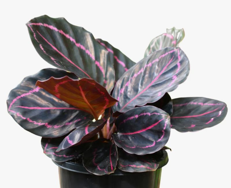 Calathea Dottie 6"