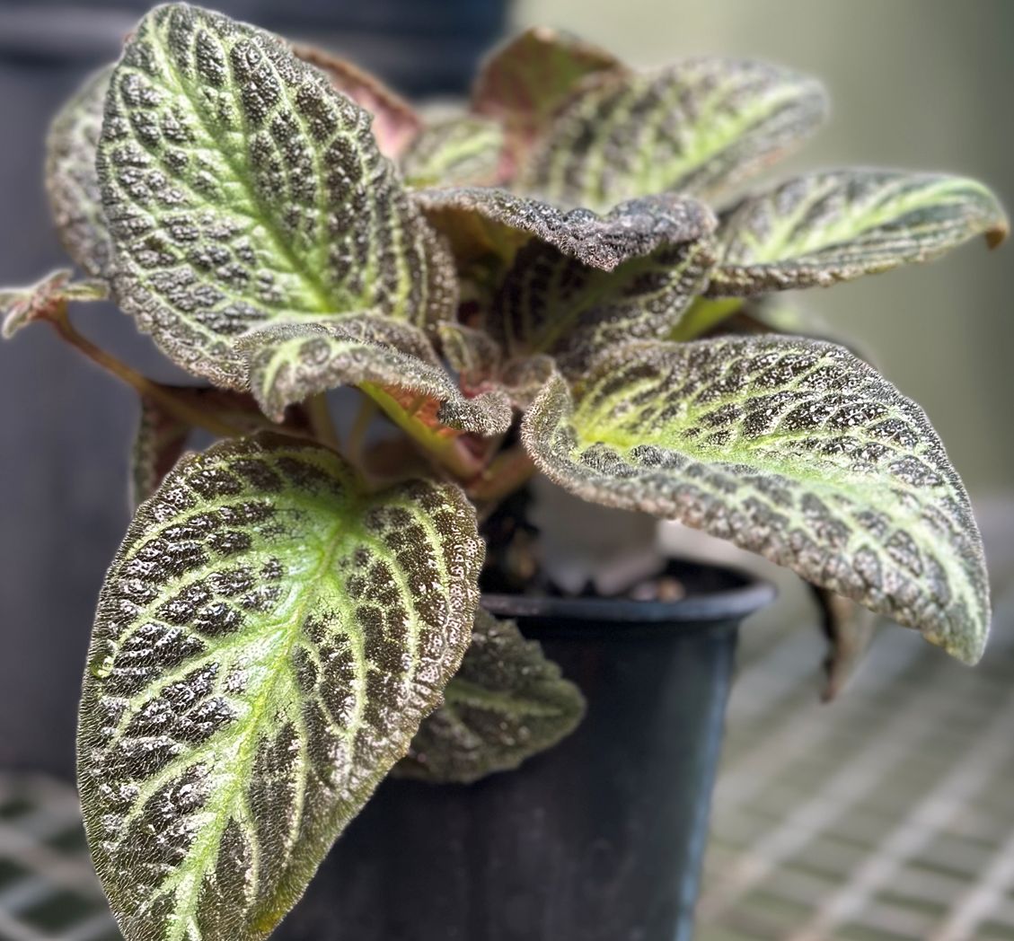 Episcia flame violet 4"