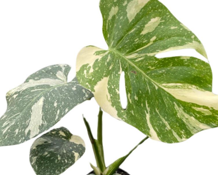 Monstera Thai Constellation 6"