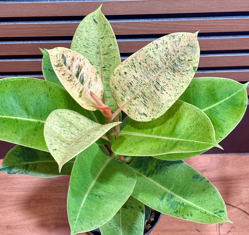 Ficus moonshine 6"