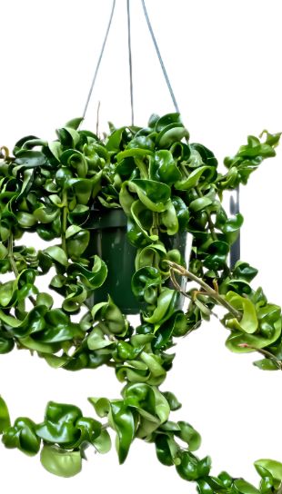 Hoya Hindu Rope 6"