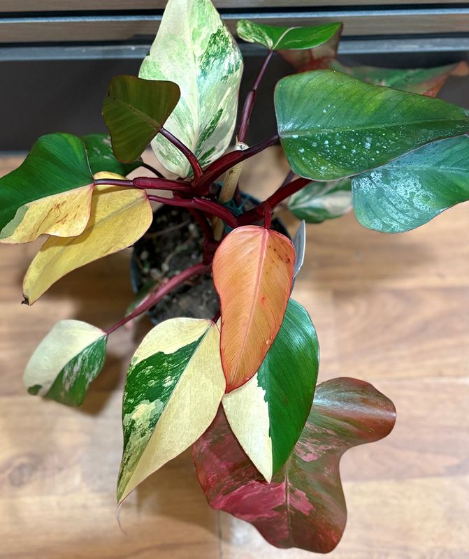 Philodendron Strawberry shake 6"