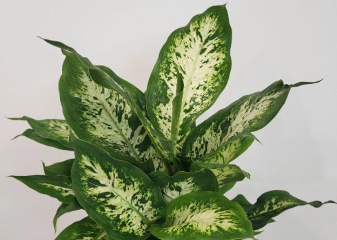 Dieffenbachia Perfection 4"