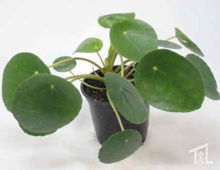 Money plant 2"