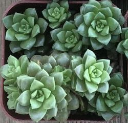 Cremnosedum Little Gem 4"