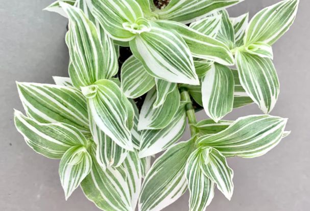 Tradescantia albifora 4"